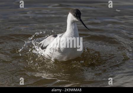 Avocet, Recurvirostra avosetta, preening and washing in a shallow lagoon. Stock Photo