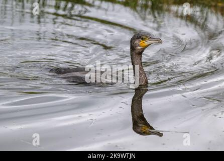 Young Common Cormorant, Phalacrocorax carbo, emerging after diving for food. Stock Photo