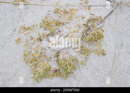 Seaside spurge - Euphorbia polygonifolia Stock Photo