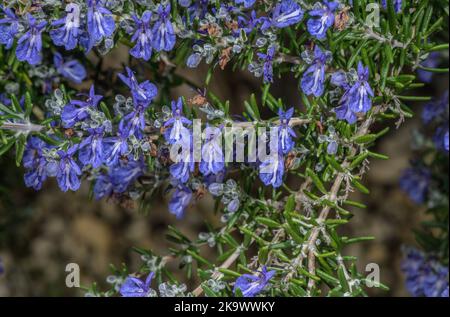 A garden variety of Rosemary, Rosmarinus officinalis 'McConnell's Blue' in culti=vation. Stock Photo