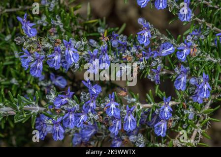 A garden variety of Rosemary, Rosmarinus officinalis 'McConnell's Blue' in culti=vation. Stock Photo