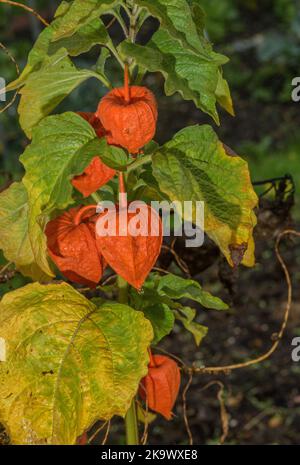 The ripe fruits of Chinese Lantern plant, Physalis alkekengi, each surrounded by an orange papery calyx. Autumn. Stock Photo