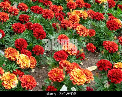 Colourful African marigolds, Tagetes erecta, in a flower bed Stock Photo