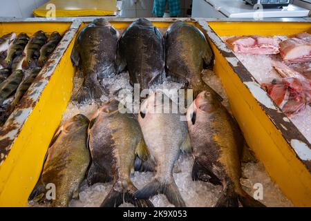 Varieties of fresh water fish from the Amazon river at fish market. Manaus, Amazonas, Brazil. Stock Photo