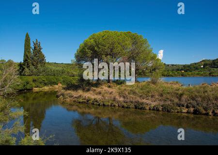 Strunjan protected marine park on the coast of Slovenia in the Gulf of Trieste, mid September. Italian stone pines, also called parasol or umbrella pi Stock Photo