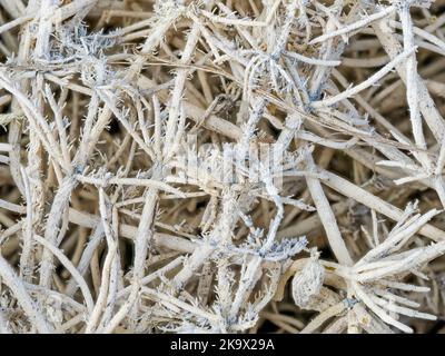 Close-up of dry Bristly Stonewort (Chara hispida), Cambridgeshire Stock Photo