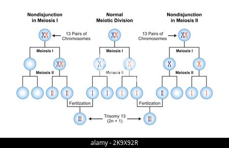Scientific Designing of Nondisjunction in Trisomy 13. Colorful Symbols. Vector Illustration. Stock Vector