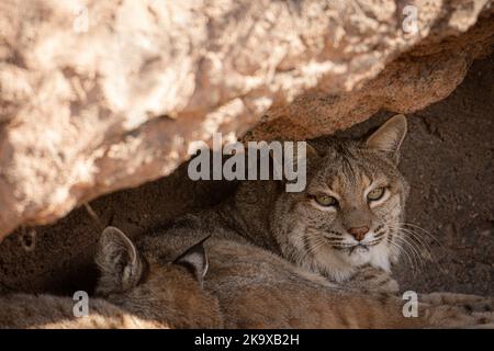 Resting Bobcat at Arizona-Sonora Desert Museum in Tucson, Arizona Stock Photo