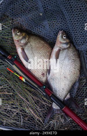 Catching fish - two big freshwater common bream known as bronze bream or carp bream (Abramis brama) with float rod on black fishing net. Stock Photo