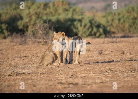 Lion (Panthera leo). Two large cubs (circa one year old) play together, practising skills they will need on later life Stock Photo