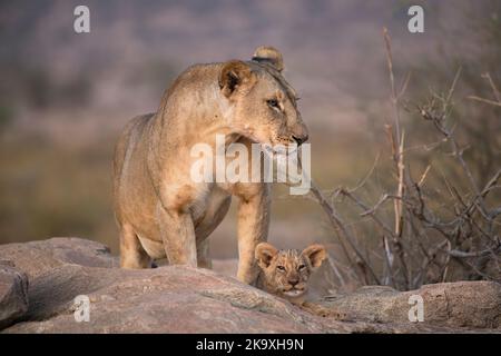 Lion (Panthera leo), mother with small cub, estimated 6-8 weeks old Stock Photo