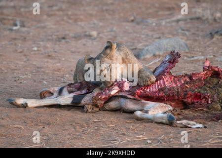 Lion (Panthera leo). Young lion at the remains of an oryx antelope kill Stock Photo