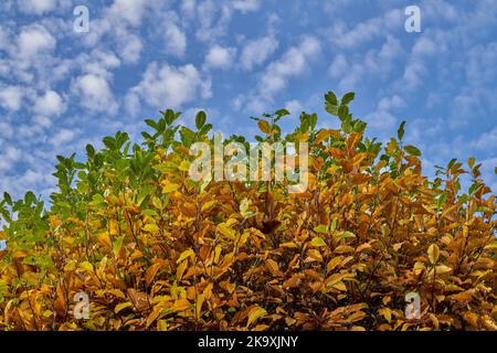 Magnolia leaves turning yellow and brown against blue sky with small white clouds Stock Photo