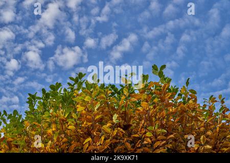Magnolia leaves turning yellow and brown against blue sky with small white clouds Stock Photo