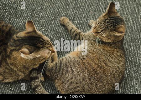 Two cats are fighting. Cats in the apartment Stock Photo