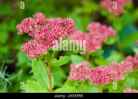 Flowering pink Livelong plant in a flower bed in the garden in autumn. Stock Photo