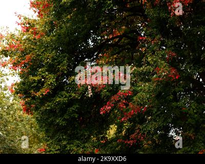 Acer saccharinum maple tree leaves seen changing colour in autumn season. Stock Photo