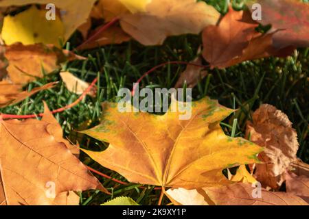 Fallen colorful maple leaves close-up in autumn laying on green grass in city park. Seasonal autumnal vibes background Stock Photo