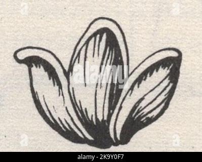 an illustrated collection of engraving techniques, methods and tools from an unknown book engraver tools and technics : detail of a plate made by calendering / detail of a plate made by satin finishing. flower tulip Stock Photo