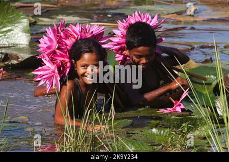 Non Exclusive: October 28, 2022, Sylhet, Bangladesh: Rural Children collecting Red Water Lily Flowers from nearest lake for selling to tourists at Jai Stock Photo