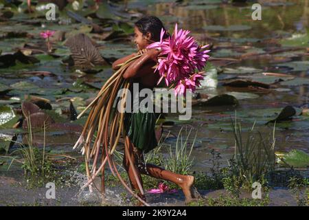 Non Exclusive: October 28, 2022, Sylhet, Bangladesh: Rural Children collecting Red Water Lily Flowers from nearest lake for selling to tourists at Jai Stock Photo