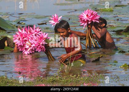 Non Exclusive: October 28, 2022, Sylhet, Bangladesh: Rural Children collecting Red Water Lily Flowers from nearest lake for selling to tourists at Jai Stock Photo