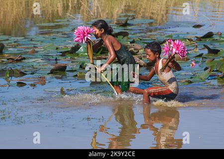 Non Exclusive: October 28, 2022, Sylhet, Bangladesh: Rural Children collecting Red Water Lily Flowers from nearest lake for selling to tourists at Jai Stock Photo