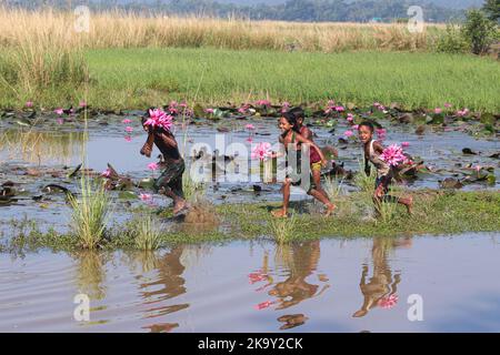 Non Exclusive: October 28, 2022, Sylhet, Bangladesh: Rural Children collecting Red Water Lily Flowers from nearest lake for selling to tourists at Jai Stock Photo