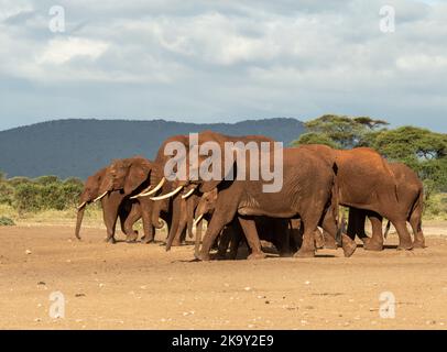 Elephant 'breeding herd' walking together near Tsavo West National Park, Kenya. Stock Photo
