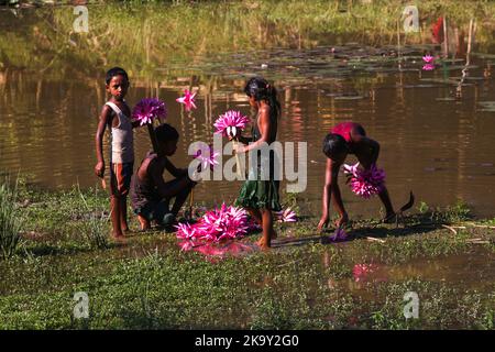 Non Exclusive: October 28, 2022, Sylhet, Bangladesh: Rural Children collecting Red Water Lily Flowers from nearest lake for selling to tourists at Jai Stock Photo