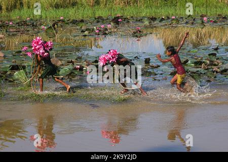 Non Exclusive: October 28, 2022, Sylhet, Bangladesh: Rural Children collecting Red Water Lily Flowers from nearest lake for selling to tourists at Jai Stock Photo