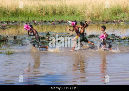 Non Exclusive: October 28, 2022, Sylhet, Bangladesh: Rural Children collecting Red Water Lily Flowers from nearest lake for selling to tourists at Jai Stock Photo