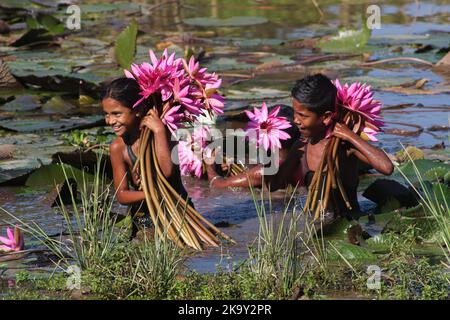 Non Exclusive: October 28, 2022, Sylhet, Bangladesh: Rural Children collecting Red Water Lily Flowers from nearest lake for selling to tourists at Jai Stock Photo