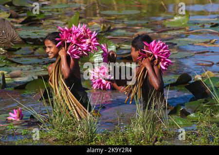 Non Exclusive: October 28, 2022, Sylhet, Bangladesh: Rural Children collecting Red Water Lily Flowers from nearest lake for selling to tourists at Jai Stock Photo