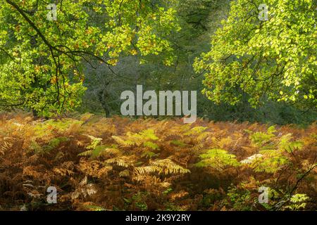 Autumn woodland scene in Bolderwood in the New Forest National Park, Hampshire, England, UK, with colourful bracken and oak trees Stock Photo
