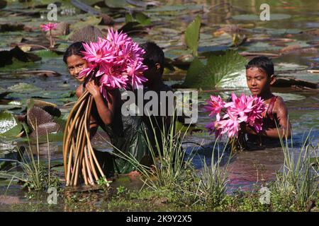 Non Exclusive: October 28, 2022, Sylhet, Bangladesh: Rural Children collecting Red Water Lily Flowers from nearest lake for selling to tourists at Jai Stock Photo