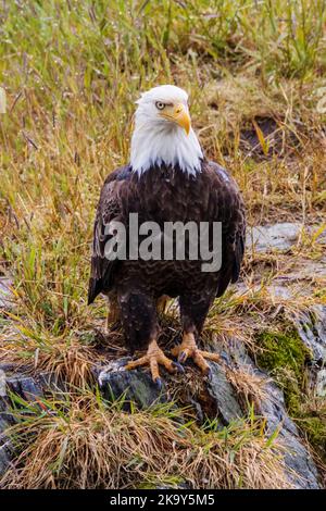 Mature Bald Eagle, Dog Salmon River; Frazer Lake; Kodiak Island National Wildlife Refuge; Kodiak Island; Alaska, USA Stock Photo