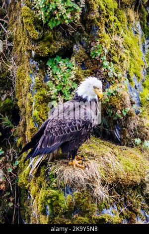 Mature Bald Eagle, Dog Salmon River; Frazer Lake; Kodiak Island National Wildlife Refuge; Kodiak Island; Alaska, USA Stock Photo