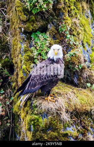 Mature Bald Eagle, Dog Salmon River; Frazer Lake; Kodiak Island National Wildlife Refuge; Kodiak Island; Alaska, USA Stock Photo