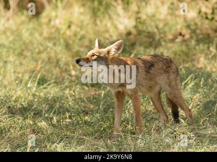 Young coyote in partial shade in afternoon sun, looking up to a tree Stock Photo