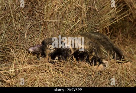 Beautiful orange and black tortie cat rolling on hay in a barn, looking at the viewer, begging for pets Stock Photo