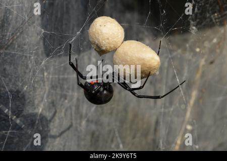 Female Southern Black Widow spider guarding her two egg sacs, hanging on her web Stock Photo