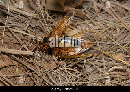 Top view of an Eastern Cicada Killer wasp dragging a Cicada on the ground Stock Photo