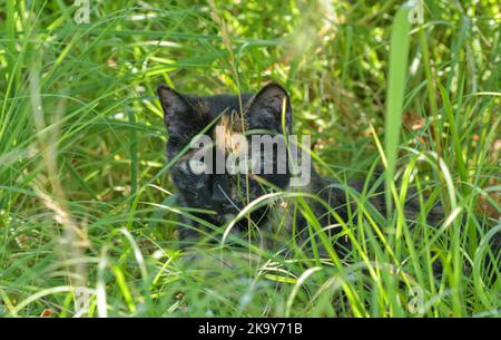 Beautiful tortie cat hiding in tall grass, peeking out Stock Photo