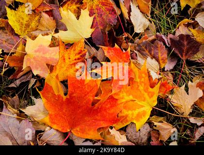 maple leaves fallen in autumn in Michigan Stock Photo