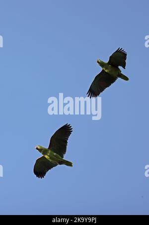 Southern Mealy Amazon (Amazona farinosa) pair in flight  Alta Floresta, Brazil.                       July Stock Photo