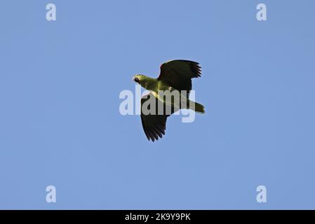 Southern Mealy Amazon (Amazona farinosa) adult in flight  Alta Floresta, Brazil.                       July Stock Photo