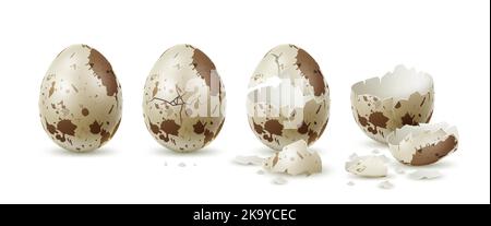 Realistic cracked quail egg. Whole and broken variegated shell, textured eggshell pieces, fresh farm diet product, hatching stages, cooking 3d Stock Vector