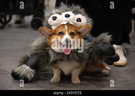 Bangkok, Thailand. 30th Oct, 2022. A dog seen dressed in a costume during the Halloween dogs dressing contest at Central Eastville in Bangkok. The event was held to celebrate Halloween festival. (Photo by Peerapon Boonyakiat/SOPA Image/Sipa USA) Credit: Sipa USA/Alamy Live News Stock Photo