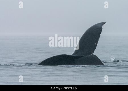 Humpback whale (Megaptera novaeangliae) playing and showing its fluke in Blackfish Sound, Queen Charlotte Strait, First Nations Territory, off norther Stock Photo